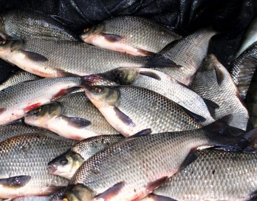 More Quality Fishing on Lough Ramor, Co Cavan