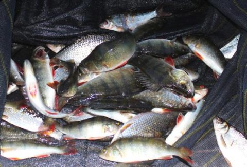 Perch Made Up the Bulk of the Catch on Ramor on Tuesday