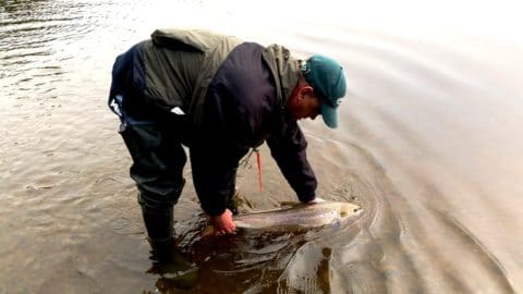 Peter Cunningham Releases His Salmon Back to the River Boyne