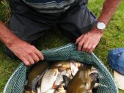 Alan Toombs with some nice Tench and Roach caught on the pole.