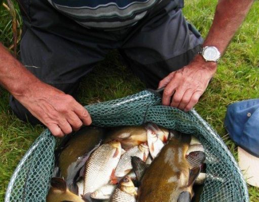 Alan Toombs with some nice Tench and Roach caught on the pole.