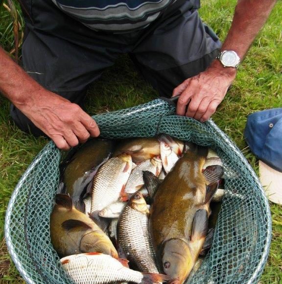 Alan Toombs with some nice Tench and Roach caught on the pole.