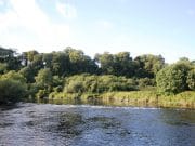 Perch Active During Bright Sunshine on Lough Ramor