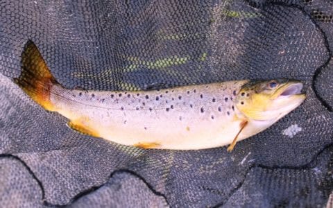 A Small Ramor Trout Caught During Yesterday Session