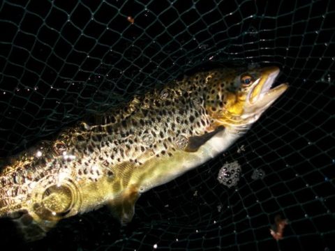 3.5lbs on a Murrough