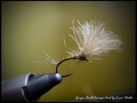 Ginger Quill