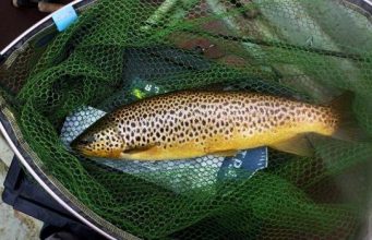 Heavy rainfall battered the beautiful Sheelin for most of the week but some anglers succeeded Colin Cahill’s Sheelin gold