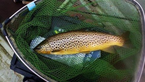 Colin Cahill’s Sheelin gold