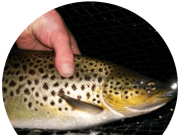 Feeding trout and hatching sedge as the blue moon lights up Sheelin