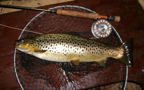 4 ½ pounder at Lynch’s pt.