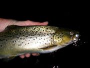 Garda All Ireland Fishing Competition yielded best fish of the week for Phil Donohoe with a beautiful 4lb fish