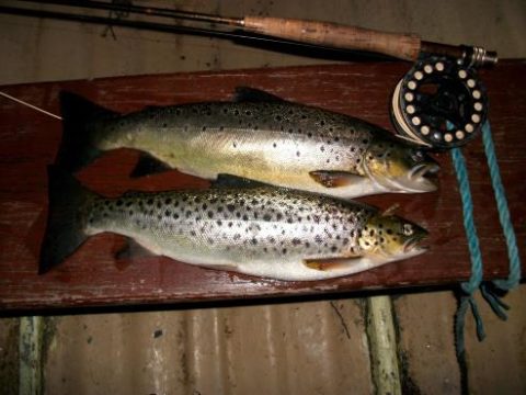 2 and 1 ½ lb trout in Corru on a Peter