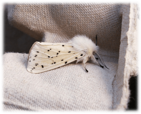 The White Ermine moth 