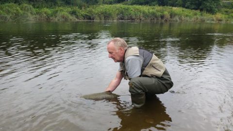 Off She Goes Paul Supports The Salmon Ensuring She is Fully Recuperated Before Letting Her Go