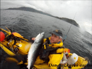 Kayak angler catches Big 4 – tope, blue, porbeagle, skate Porbeagle