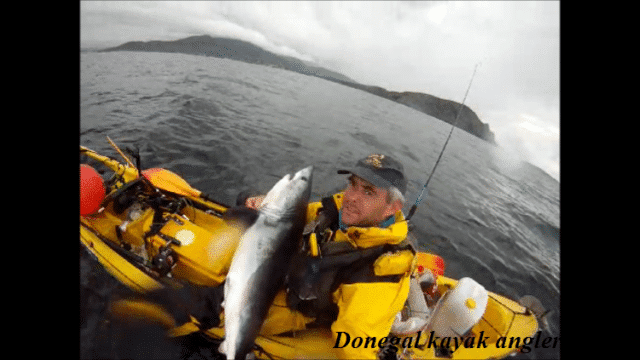 Porbeagle