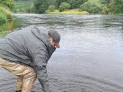 Releasing a salmon on the Munster Blackwater