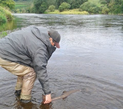 Releasing a salmon on the Munster Blackwater