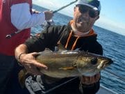 A good pollack caught on the Malin Waters Media Boat yesterday