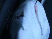 Lots of blues and more for Cork Harbour anglers blue shark
