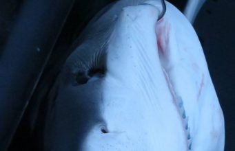 blue shark