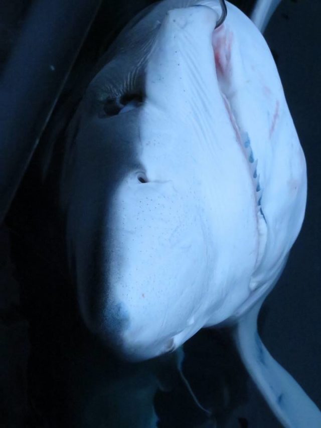 blue shark