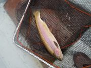 Newcomers liven up the residents and give anglers a battle to look forward to A fish caught on Knockaderry on the 15th of Aug was from an April stocking and shows the pristine condition they are in