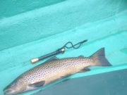 Specimen 6 ½ sea trout caught and released on the Currane Caught on the fly by David