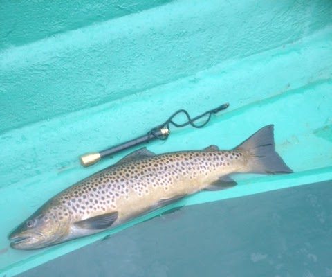 Caught on the fly by David