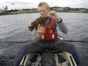 Wrasse