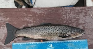 HF McCloy trout from Melvin