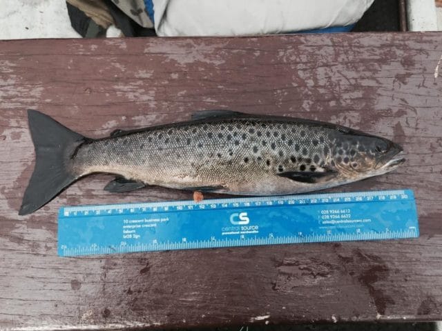 HF McCloy trout from Melvin