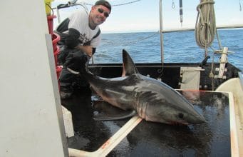Red Bay porbeagle sharks for Dutch anglers