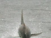 Irish Anglers to Participate in Data Gathering for Blue Fin Tuna Tuna