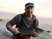 Great blues, lots of whiting and specimen mackerel for guide Sid Jones