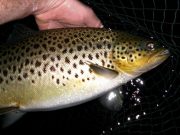 Claret George lands the heaviest fish on Sheelin