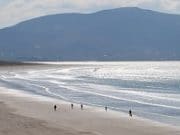 Some good fish at Inch Beach competition Inch