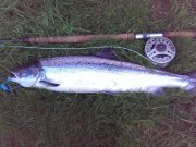 A quiet end to August on the Laune salmon