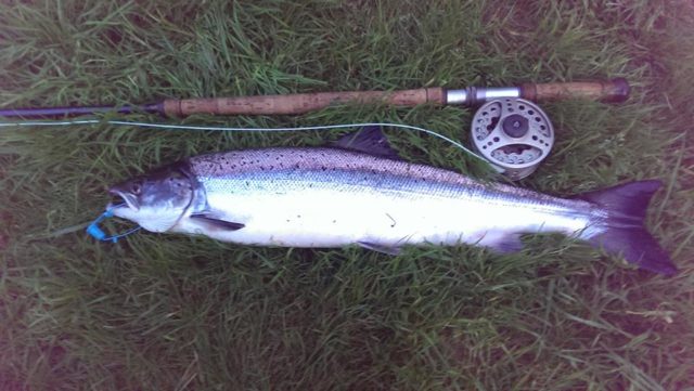 salmon