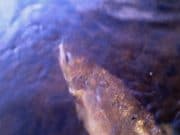 Another Lovely 12lb Salmon for Peter Cunningham on the River Boyne