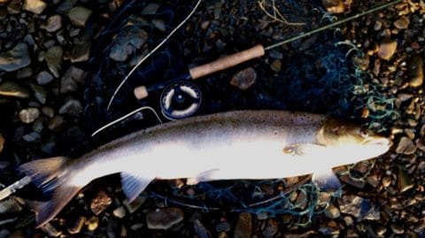 A Quick Photo of a Lovely 12lb fish by Peter.