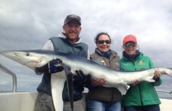 Big blues, skate, congers and more for West Cork charter anglers shark