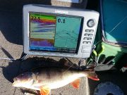 Crazy perch and pike to 110cm in Boyle area perch