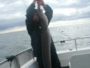 Congers to 35lb as West Cork charter chases 100 year old record conger