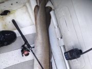 16lb Ling puts up quite a battle ! Ling - 16lbs for Jim