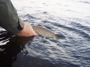 Adieu till next year from Lough Corrib