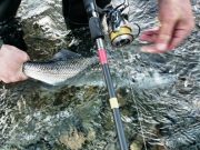 A Window of Opportunity in Wexford provides a lovely 'Catch of Week' winner