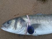 12.5lb beautiful bass for the Wexford guide is our 'Catch of the Week'