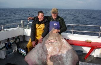 Josie takes the honours at record-breaking Westport Skate Festival The winnign fish at the 2015 Westport Skate Festival, caught by Josie Faherty from Clifden. The fish measured 71 inches across the wingspan, estimated at 200lbs weight. All the skate caught were tagged and released again. Photo courtesy John O'Connor
