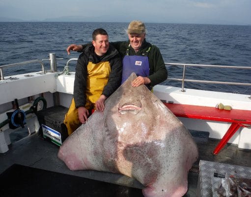 Josie takes the honours at record-breaking Westport Skate Festival The winnign fish at the 2015 Westport Skate Festival, caught by Josie Faherty from Clifden. The fish measured 71 inches across the wingspan, estimated at 200lbs weight. All the skate caught were tagged and released again. Photo courtesy John O'Connor